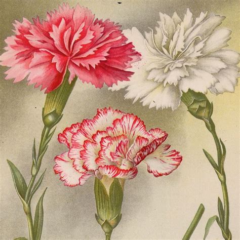 1897 Carnations Original Antique Botanical Bouquet Flower Print