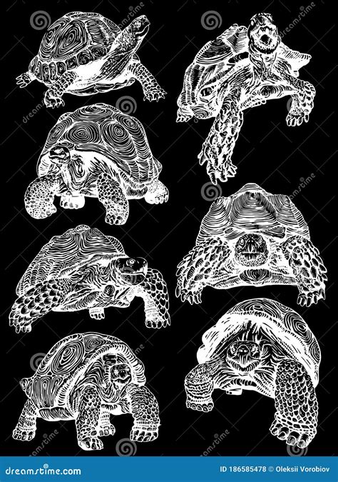 Graphical Set Of Tortoises Isolated On Black Background Vector