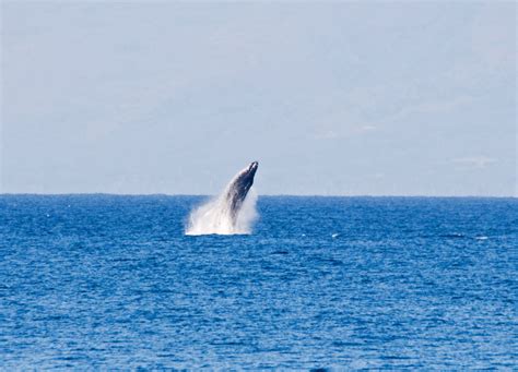 Shutterbugs Capturing the World Around Us: Maui Whale Watching