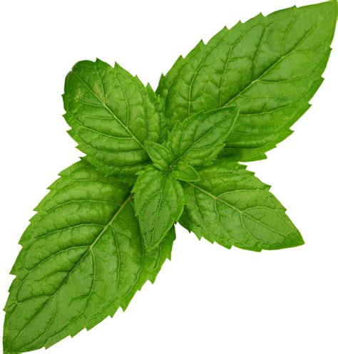 Mint Free Download Png Png All Png All