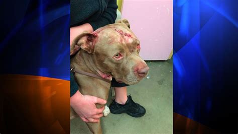 Pit Bull Brutalized By Knife Cuts And Shovel Whacks Is Saved By 1000