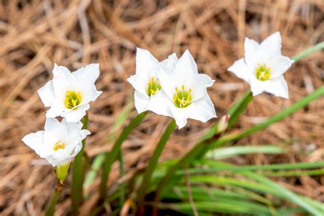 How To Grow And Care For Rain Lilies
