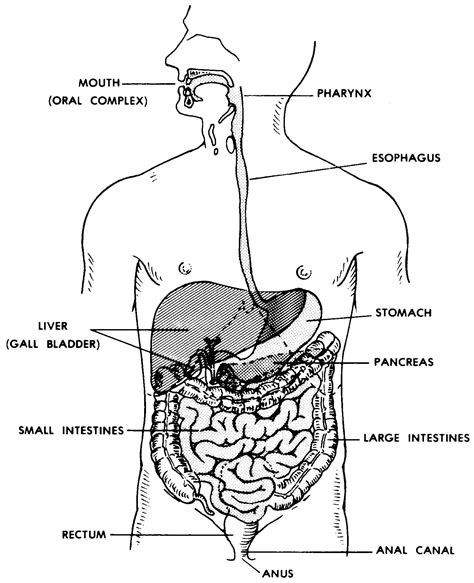 Diagram Of Digestive System Anatomy