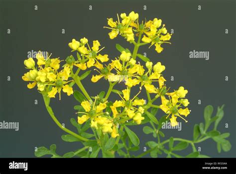 Common Rue Or Herb Of Grace Ruta Graveolens Medicinal Herb Spice