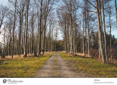 Wonderful Forest Path Leading Through Beech Forests From Which The