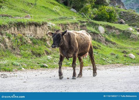 Cow In Baksan Gorge In The Caucasus Mountains In Russia Stock Image