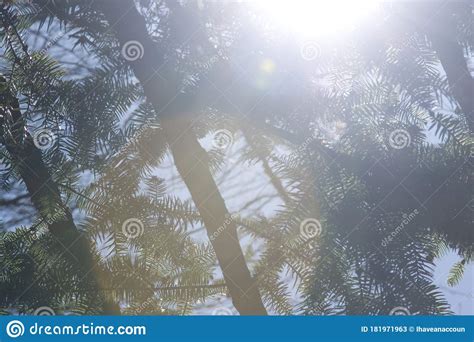 Sun Peeking Through Pine Tree Branches Stock Image Image Of Focus
