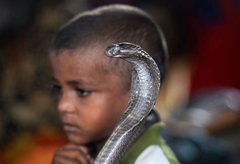 Maybe you would like to learn more about one of these? Nag Panchami 2017: Hindus across India worship snakes with ...