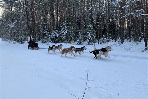 Latvia Husky Dog Sledding Experience From Riga 2024 Viator