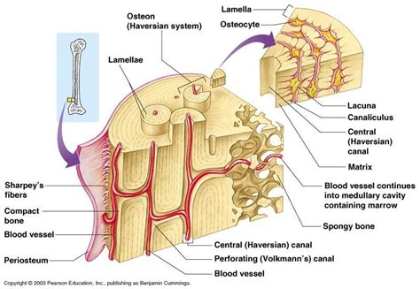 Compact bone diagram bone cross section diagram file624 diagram of compact bone new. Microscopic Structure Of Compact Bone What Is Compact Bone Tissue Composed Of Socratic ...