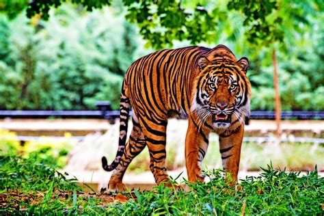 Why Bandipur Tiger Reserve Is So Special Wildlife Safari Tour In India