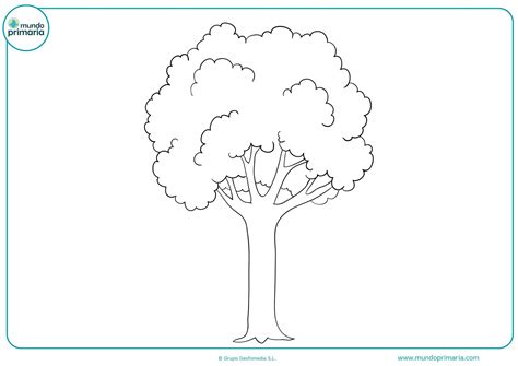 Dibujo De Un árbol Para Colorear Mundo Primaria