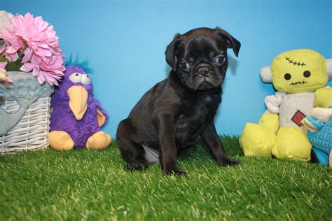 Our home is on long island, ny. Pug Puppies For Sale - Long Island Puppies