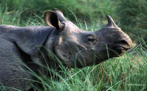 We have already published many posts dedicated to pets and a vast majority (if not all) of them have featured dogs and cats. 7 Rare and Exotic Wildlife Species that can be found in ...