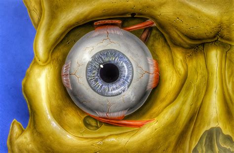 Eye Orbit Anatomy Wallpapers Hd Desktop And Mobile Backgrounds