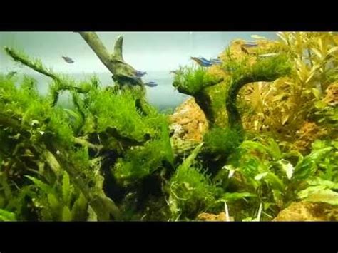 Beautiful Aquascape With Extreme Details Youtube