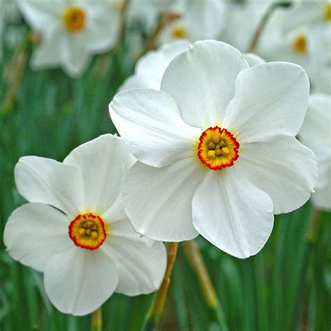 Poets Daffodil Spring Hill Nurseries