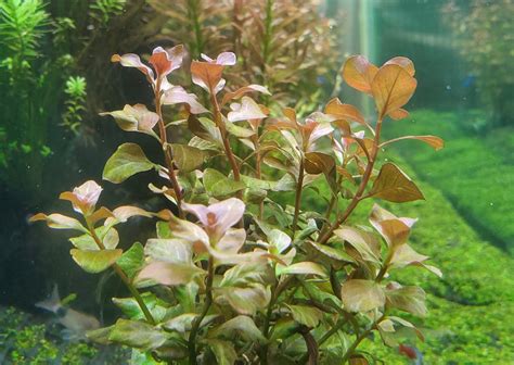 Ludwigia Ovalis Pink Rare Live Aquarium Plants Pearlingplants