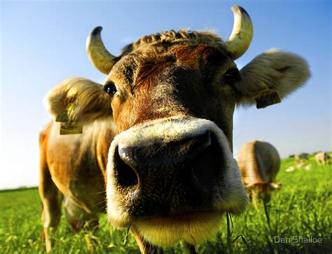 Nosy Cow By Dan Shalloe Redbubble