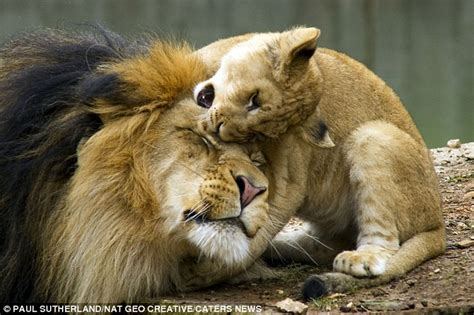 Lion Cub Causes Uproar By Chomping On Its Dad In A Bid To Make Him Play