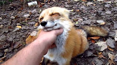 Ron The Red Fox Plays Excitedly With His Human Companion In Arkansas