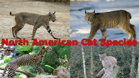 All Cat Species North America Species List Youtube