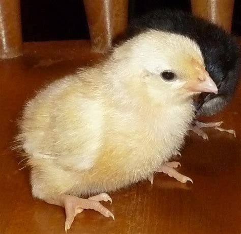 Rosecomb Bantam For Sale Chickens Breed Information Omlet