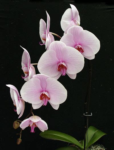 Phalaenopsis Orchid Br