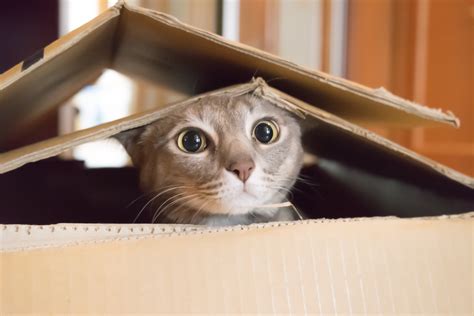 It has been there for a quite long time, and there are few solutions available in the market. Cats love boxes because the confined space makes them feel ...