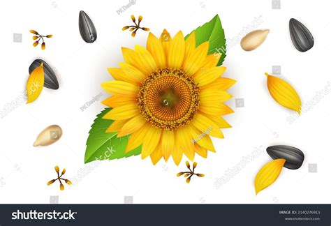 Fresh Yellow Sunflower Sunflower Seeds Vector Stock Vector Royalty