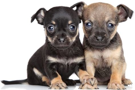 Chihuahua Terrier Mix Is It The Right Dog For You All Things Dogs