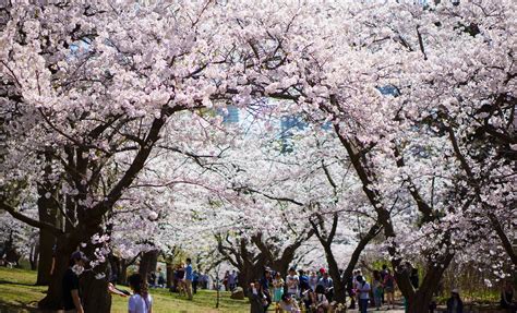Best Time To See Cherry Blossom In Toronto 2024 When To See Roveme