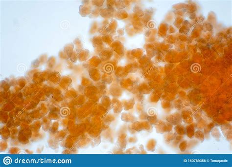 Adipose Tissue Under Microscope View Show Contains Large Lipid Droplet