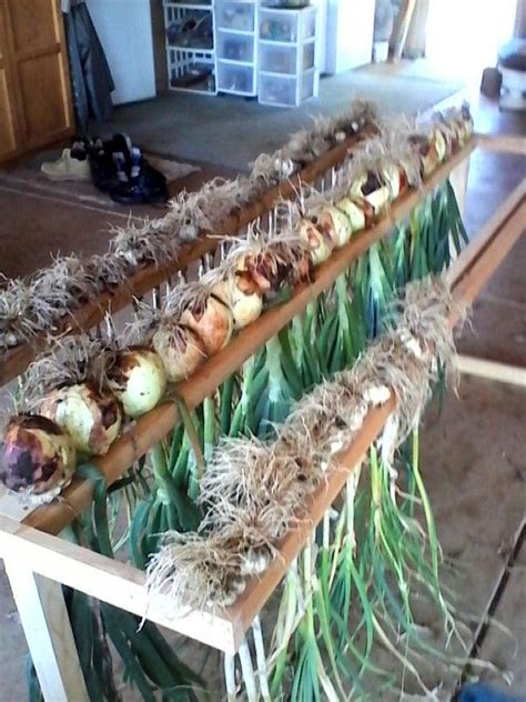 Drying Rack Jim Made To Dry Onions And Garlic Vegetable Garden