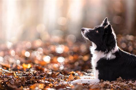 Wallpaper Fall Leaves Animals Depth Of Field Nature Puppy