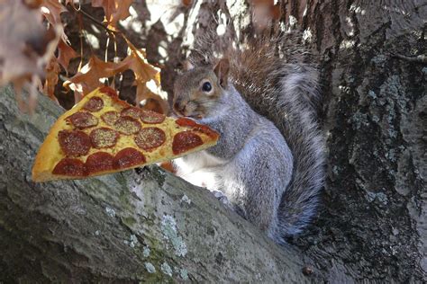 Meet Pizza Squirrel Atlantas Answer To Pizza Rat Eater Atlanta
