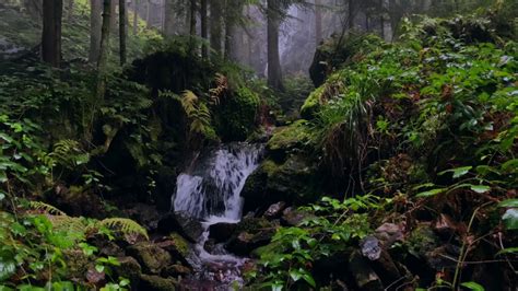 Calming Black Forest Waterfall Burgbach Wasserfall 1 Hour Youtube
