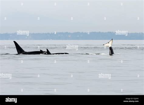 Southern Resident Killer Whales Orcinus Orca British Columbia Canada