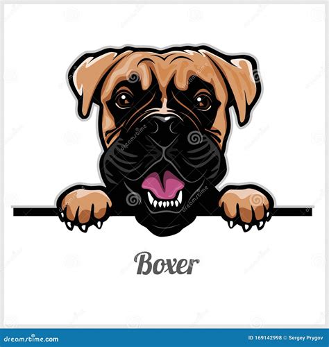 Boxer Dog Cartoon Vector 63320931