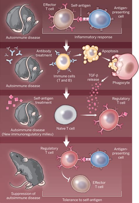 Teaching The Immune System “self” Respect And Tolerance Science