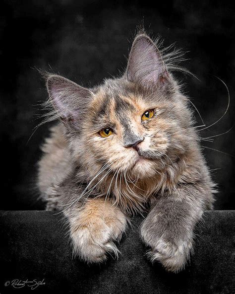 The Maine Coon Cat Robert Sijka S Beautifuly Majestic Photos