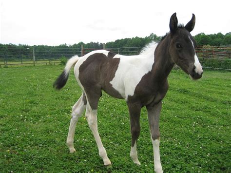 Maiden Mare Approaching Foaling Page 3 The Horse Forum