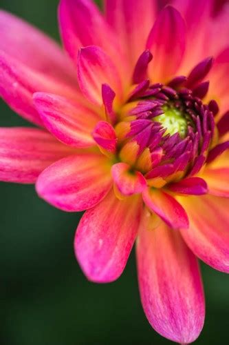 Dahlia Grow Along Part 2 Green And Gorgeous Flowers