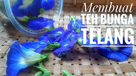 Cara membuat teh bunga sepatu. Cara Membuat Teh Biru dari Bunga Telang - YouTube