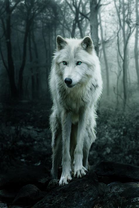 The White Wolf Digital Art By Julie L Hoddinott Pixels