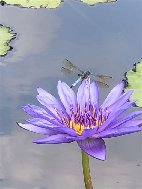 Dragonfly On A Water Lily Smithsonian Photo Contest Smithsonian