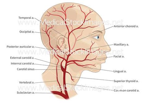 Figure 12.19 shows the major veins of the body. Susanna Brighouse - UK Based Medical Artist based in ...