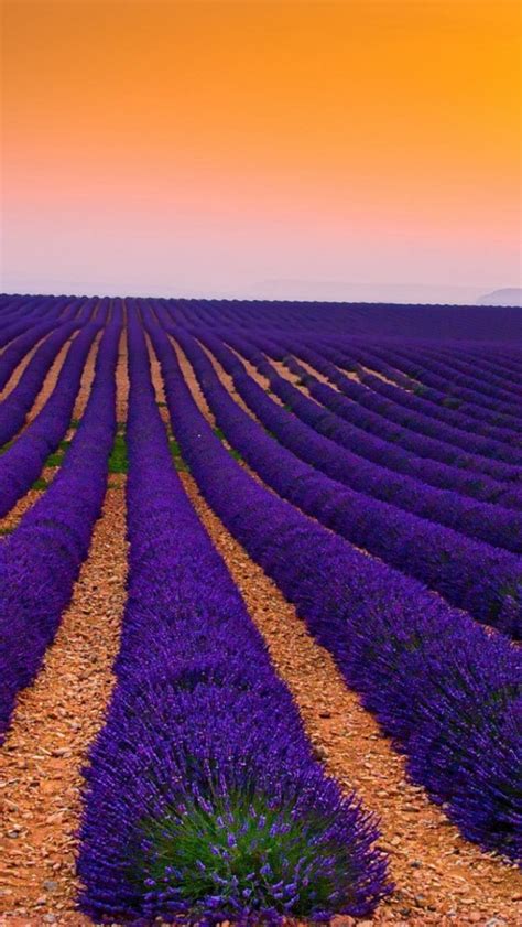 Free Download Lavender Field Wallpaper 28955 1920x1200 For Your