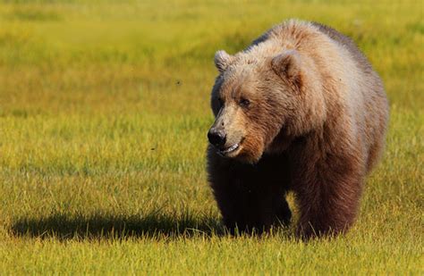 Image Wallpapers Amazing Animals Bear Grizzly Pictures Desktop
