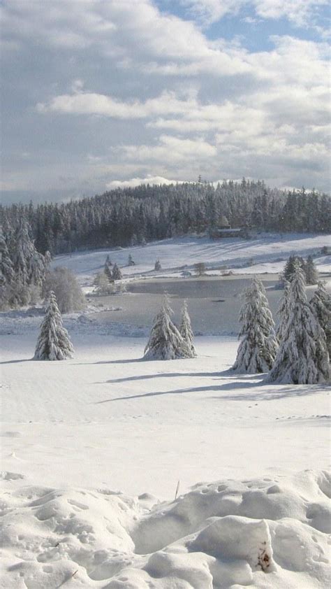 Download Wallpaper 1080x1920 Field Winter Snow Fir Trees Cover